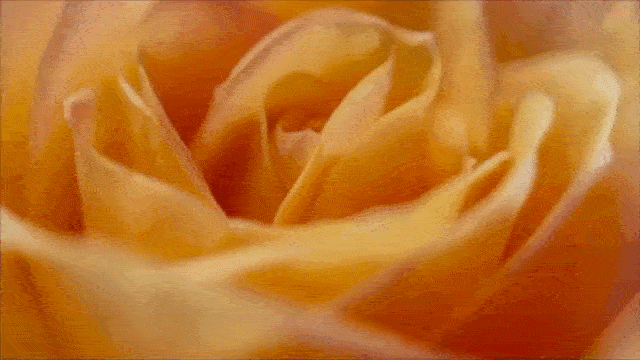Original animation of a beautiful rose flower opening bud.
