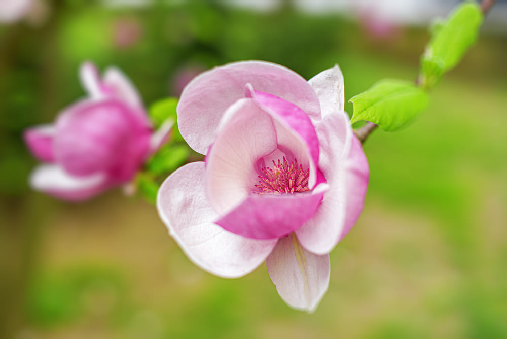 Pink magnolia flowers on a sunny day - wonderful photo.