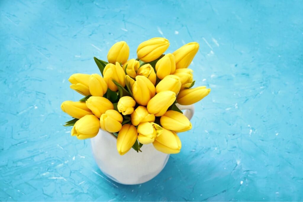 Photo of gorgeous yellow tulips in a white mug on a blue background.