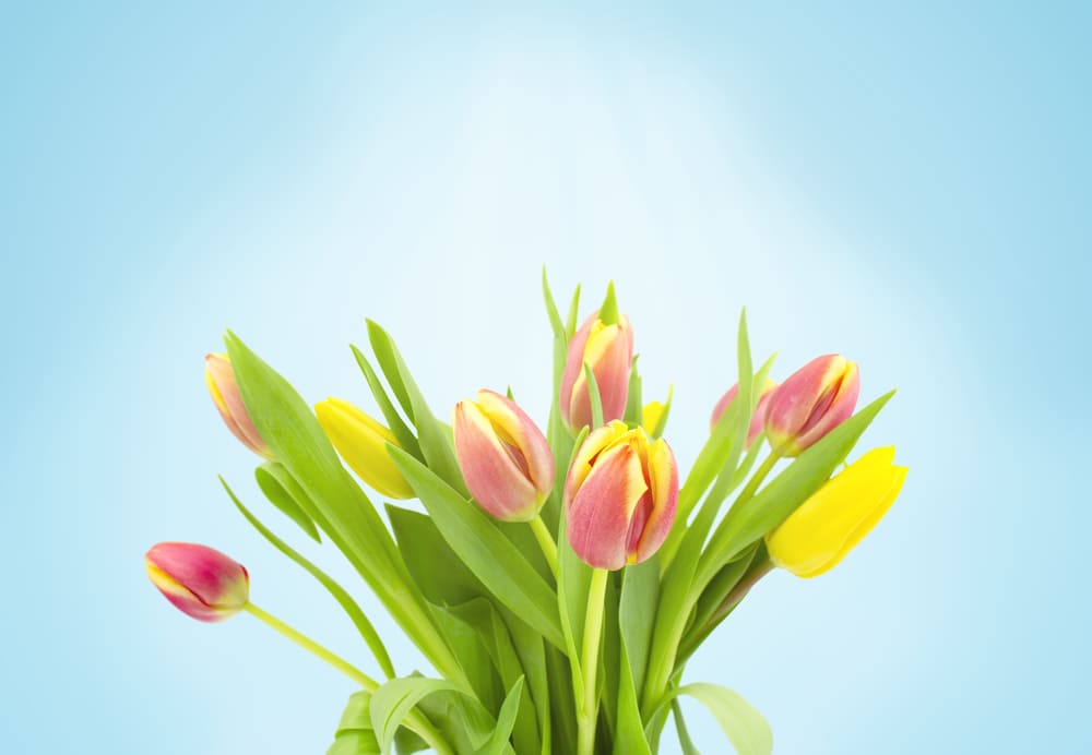 Photo of a beautiful bouquet of tulips on a blue background.