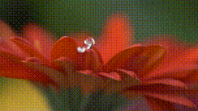 A magnificent red gerbera flower with drops of water falling on the petals.