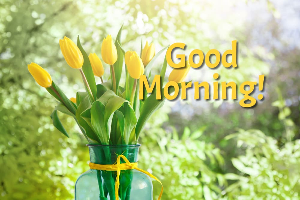 A cute bouquet of yellow tulips in an original glass jar against the background of morning nature.