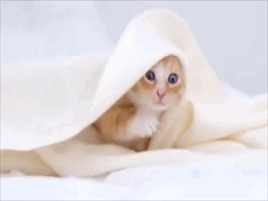 Cute morning vibe with a kitten.