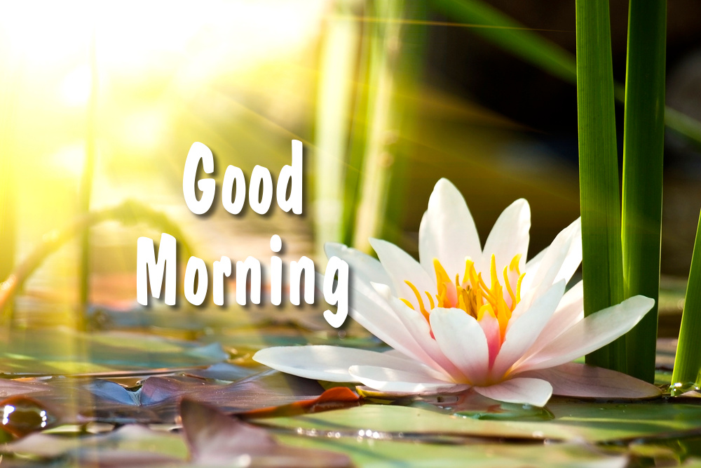 Lily flower in the rays of morning light.