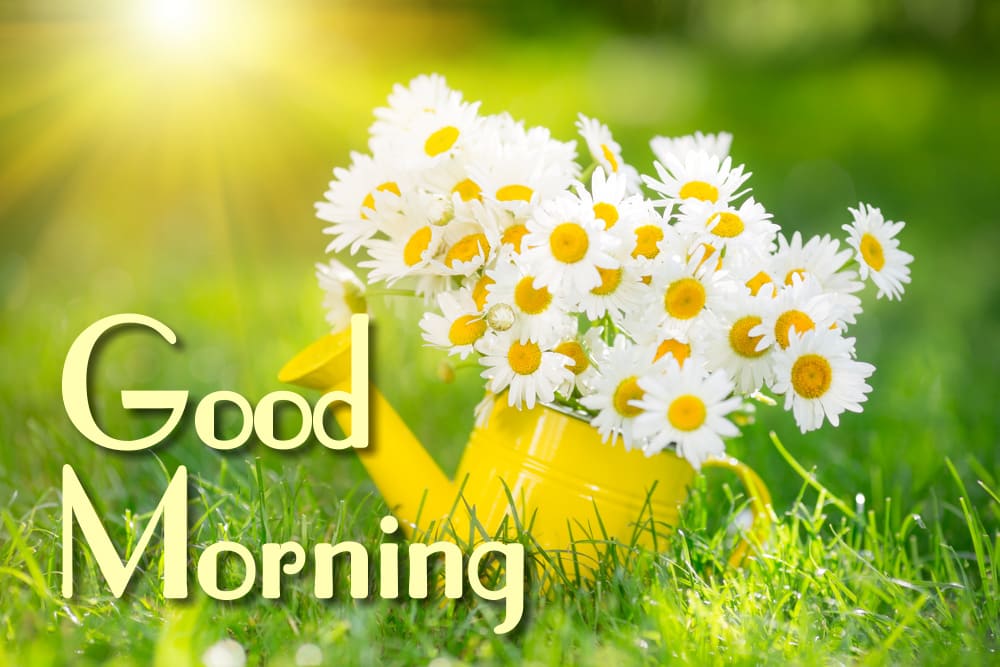 A beautiful morning composition with white daisies in a yellow garden watering can against the backdrop of nature in the rays of morning light.