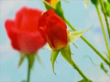 Red rose with petals opening.