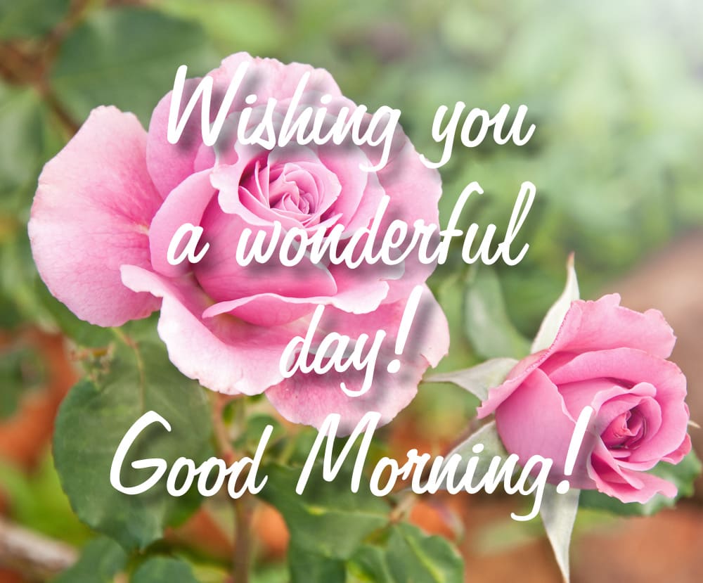 Elegant roses against the backdrop of nature. The photo is decorated with beautiful good morning wishes.