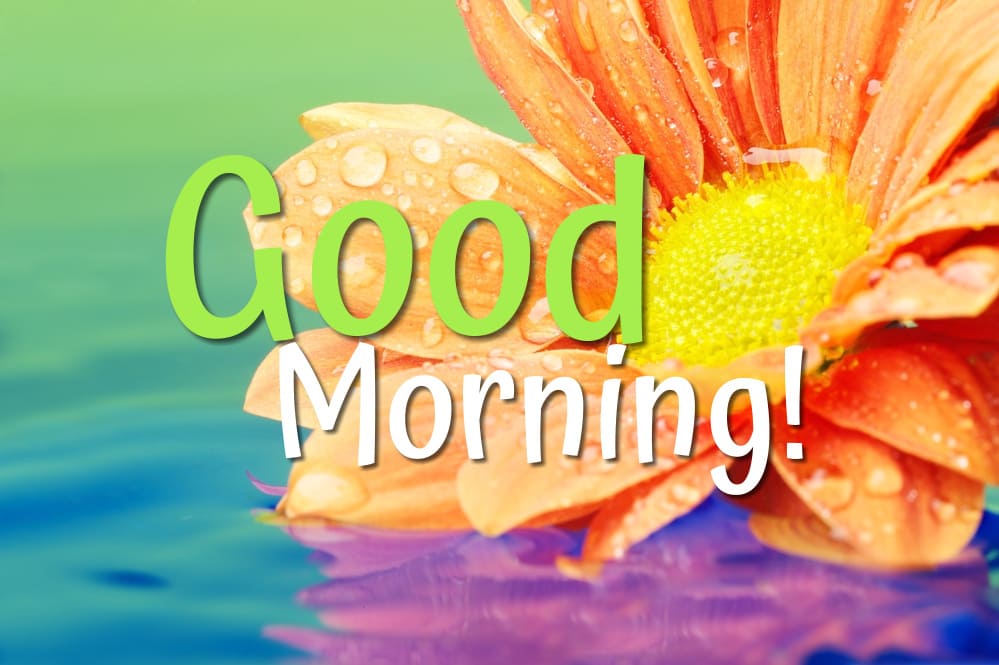 Close-up photo of a brightly colored flower in calm morning water.