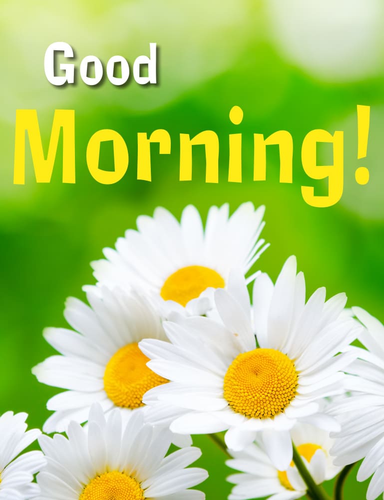 Bright morning bouquet with white daisies.