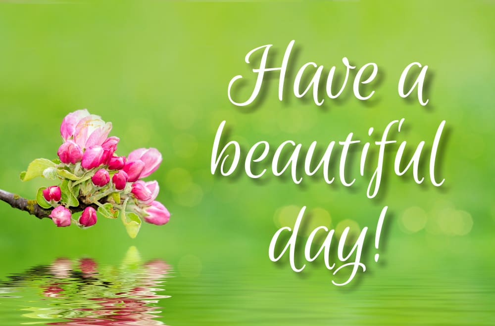 Beautiful delicate flowers reflected in calm morning water.