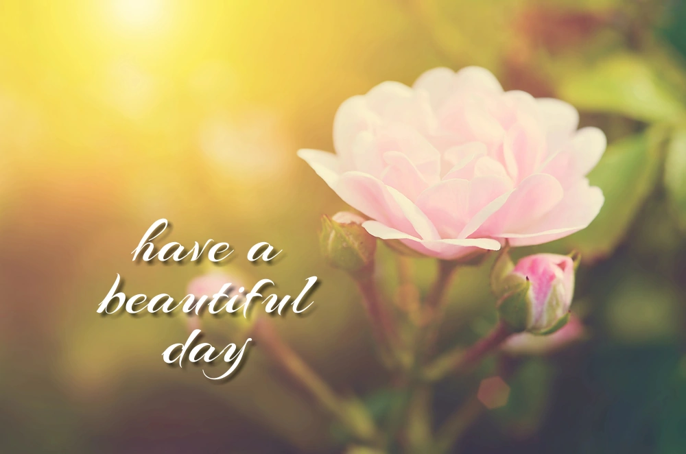 "Have a beautiful day" morning wishes with gorgeous flower in the garden.