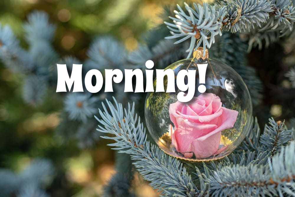 A delicate rosebud in a glass Christmas ornament on a beautiful tree branch. The soulful atmosphere of a winter morning.