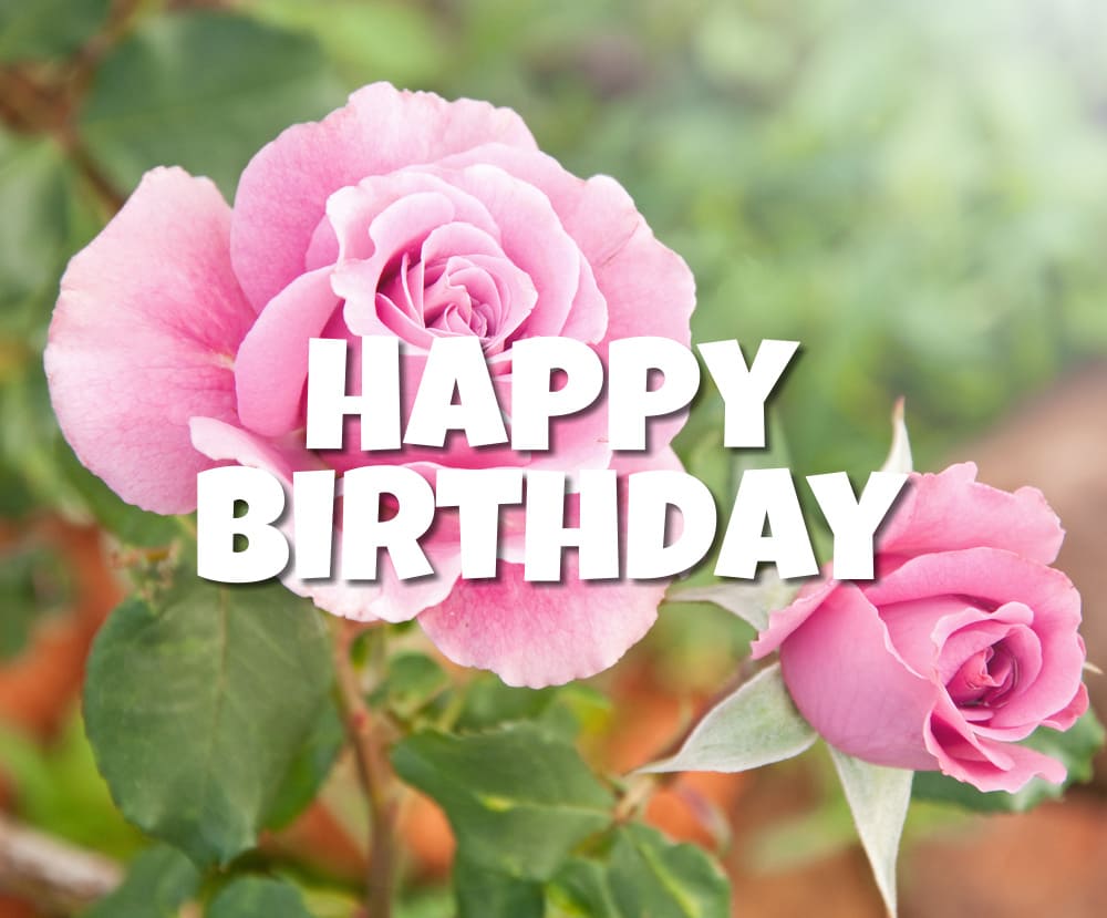 Close-up photo of coral rose flowers in the garden with happy birthday greetings.