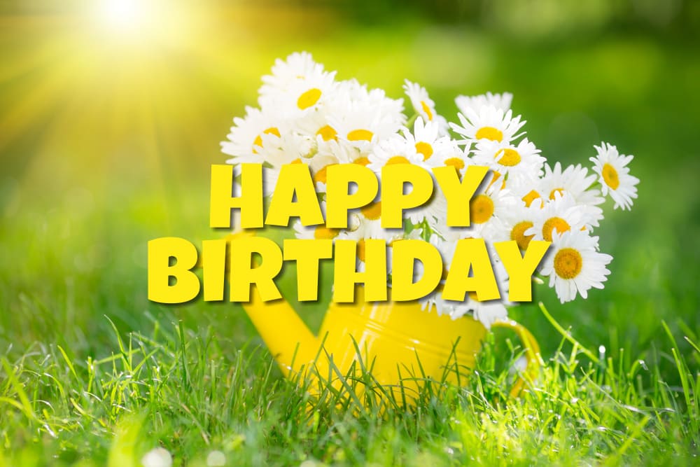 Original image with birthday atmosphere. White daisies in a yellow watering can, in the sunbeams.