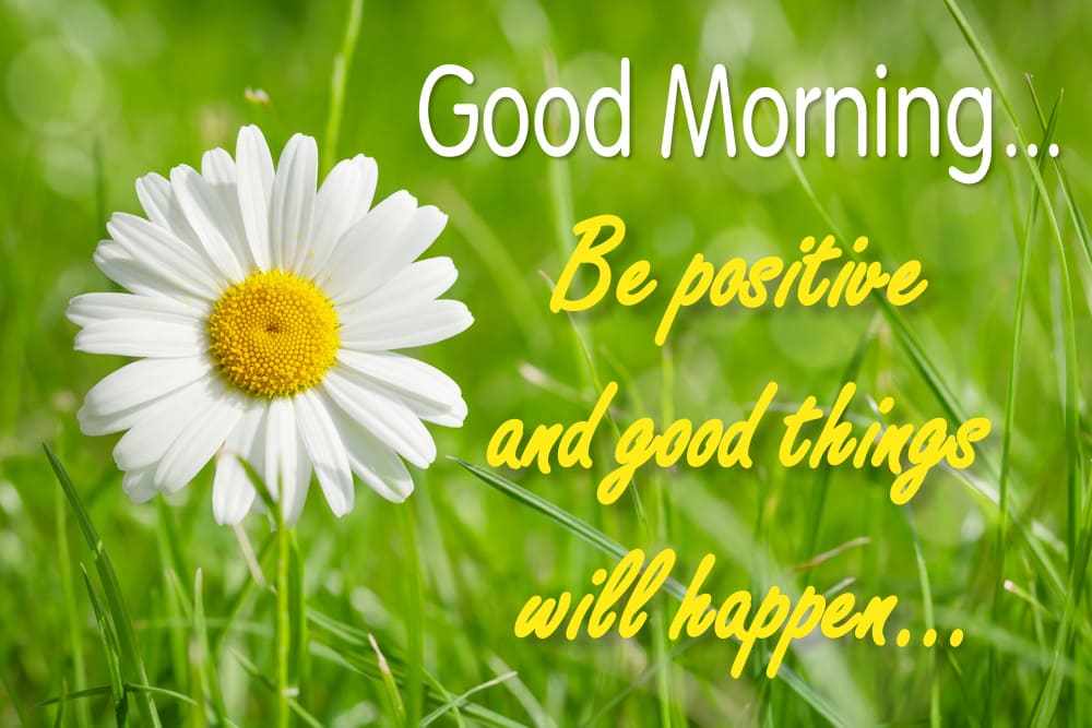 A close-up of a white chamomile on a green meadow, flooded with morning sunshine. "Good Morning... Be positive and good things will happen..."