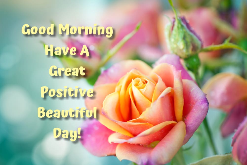 Fabulously magnificent morning roses. "Have A Great Positive Beautiful Day! Good Morning!"
